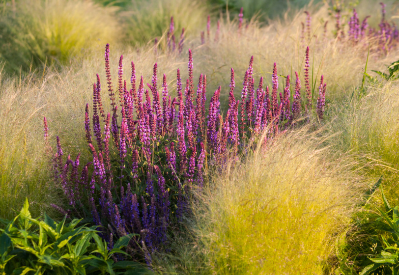 Ornamental garden, with grasses and various perennial flowers in mixed borders and flower beds. Designed in such a way to provide natural color patterns, and a sense of naturalistic landscape.
Mix of salvia (purple sage) and stipa in the wind.